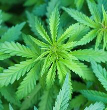 Donald Trump Finally Speaks About Cannabis