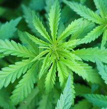Donald Trump äußert sich endlich zu Cannabis