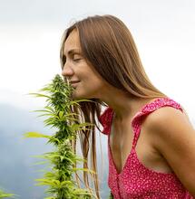 Beta carofillene: un endocannabinoide naturale