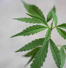 young cannabis plant. 