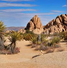 Paesaggio con piante di yucca