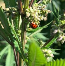 odrůdy konopí a jejich genetika