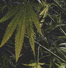 Deficiencia del Zinc en el cultivo de cannabis.