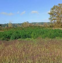 Znaczenie ekonomiczne konopi