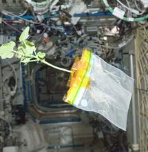 A zucchini plant, floating freely in the International Space Station's Destiny laboratory. 