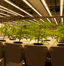 Aprovechar al máximo el cultivo hidropónico de interior