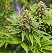 Ścieki nie kłamią. Marihuana najpopularniejszym narkotykiem w Europie