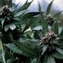Reproducir rasgos dominantes en la crianza del cannabis
