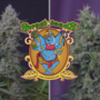 Sweet Amnesia Haze XL Auto®