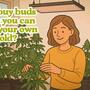 How to grow cannabis at home?