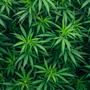 420 Sales Boom in USA