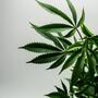 Geschiedenis van cannabis in voeding en de laatste trends in high cuisine