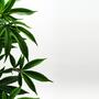 Reset met cannabis