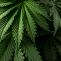 Cannabis indoor e bollette: come risparmiare energia
