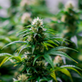 Cannabis-irland-process