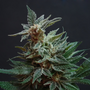 Todesstrafe für 1 Kilo Cannabis