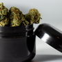 Tipos de cosecha y curado de marihuana: pre, post, temprana y sin semilla según Jorge Cervantes.