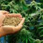 Feminisierte Cannabissamen bieten Züchtern eine Reihe von Vorteilen in Bezug auf die Qualität ihrer Produkte und der Ertragssteigerung. Hierbei bietet 24High.de ein breites Sortiment an feminisierten Cannabissamen zu kaufen, das Ihren Anbau erfolgreich macht und die gute Qualität Ihrer Ernte garantiert.