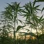 Razzia Einwanderungsbehörde Cannabisfarm Kalifornien