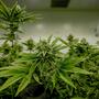 Die SPD hat nicht vor, die Pläne von Gesundheitsministerin Warken zur Änderung des Cannabisgesetzes zu unterstützen.