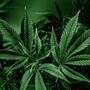 Studien haben nach der Legalisierung von Cannabis für Erwachsene keinen Anstieg des Konsums bei Jugendlichen festgestellt.