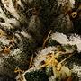 Cannabis lindert chronische Schmerzen
