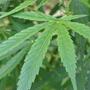 Polizeianwärter wegen Cannabis raus