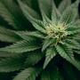 Grundkurs Cannabis-Growing (1)