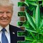 Trump pro Cannabis