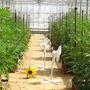 Consejos para cultivo de cannabis en invernadero.