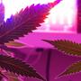 Haciendo híbridos con cruces de cannabis