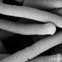 Microrganismi effettivi e probiotici