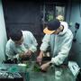 Episodio, 6, perfect grow