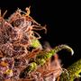 terpenen