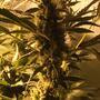 Dióxido de carbono para marihuana: beneficios.