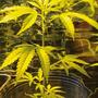Empieza a cultivar marihuana desde el inicio
