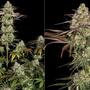 Grow Report : Ice Cream Cake