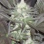 Ice Kush