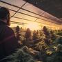 IA y marihuana; luces, control de plagas y más.