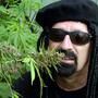 Plantas gigantes de cannabis al estilo gringo
