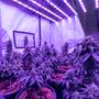 Parámetros de luz, temperatura y CO2 para cultivo de marihuana.