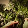 Cannabis terapeutica: sempre più persone la utilizzano