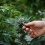 Cannabinoidi vs. Terpeni: un duello all'ultimo respiro per il tuo benessere