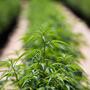 Nuova stagione per la cannabis terapeutica italiana: arrivano le infiorescenze di Tilray