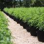 Sicilia: un bando pubblico per creare una filiera di cannabis terapeutica