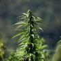 Differenze tra canapa e marijuana