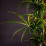 Indica vs Sativa: tutte le differenze per fare chiarezza