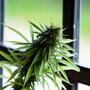 È possibile coltivare cannabis indoor senza lampade?