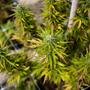 Cannabis: cosa raccontano le foglie sulla salute della pianta