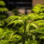 Cannabis Light, nuovi sequestri a Torino: la giustizia assolve, ma il settore rischia di paralizzarsi